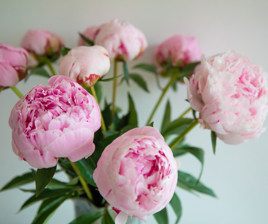 The Allure of Peonies