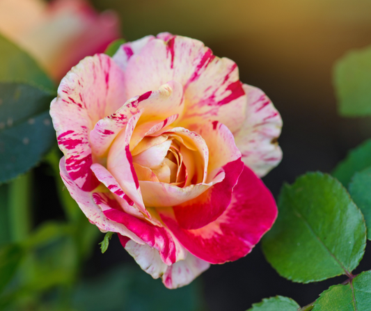 The Timeless Beauty of Hybrid Tea Roses: A Journey Through History and Beyond