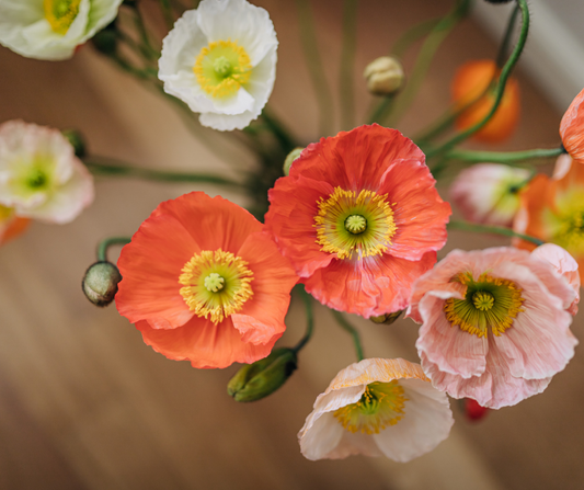 The Story of The Poppy