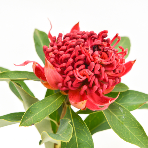 The Waratah: A Blooming Emblem of Australia