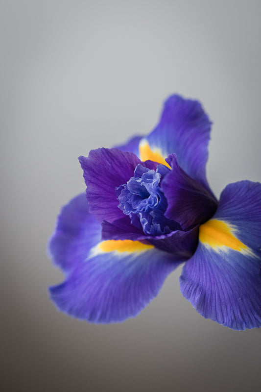 The Iris Flower