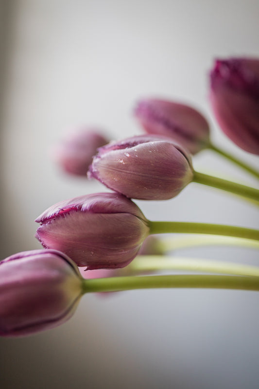 Tulips: A Timeless Choice